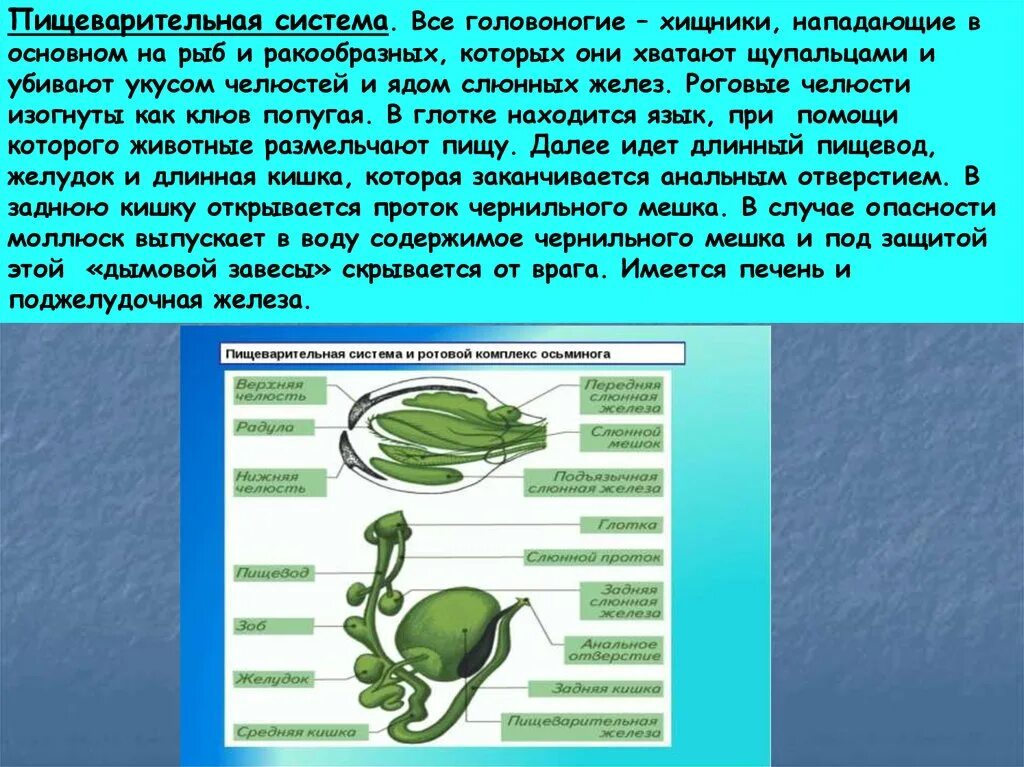 Особенности строения пищеварительной системы моллюсков. Моллюски особенности пищеварительной системы. Моллюски особенности пищеварительной системы. Пищеварительная система брюхоногих моллюсков схема. Класс брюхоногие пищеварительная система.
