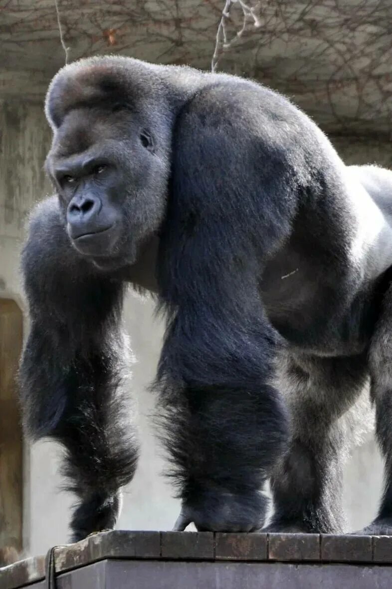 Горилла, самец. Накаченная горилла. Мускулистая горилла. Накаченная обезьяна.
