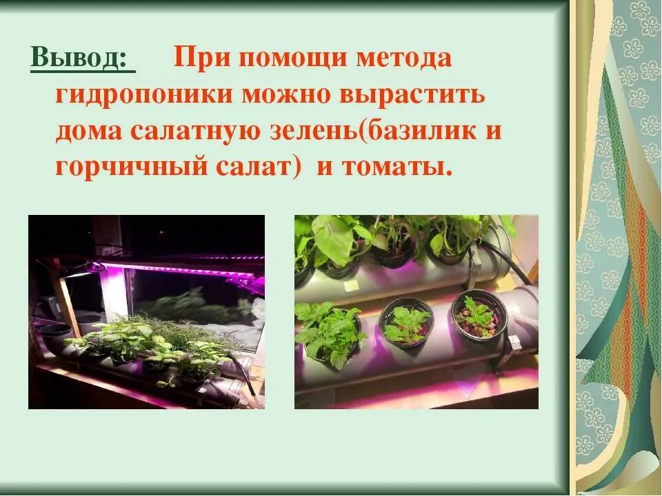 Аэропоника grow. Преимущества гидропоники. Виола гидропоника. Выращивание растений на гидропонике. Гидропоника.