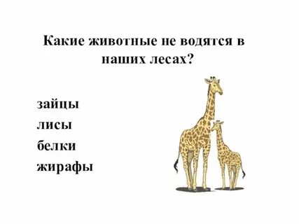 Какие животные не могут быть одни
