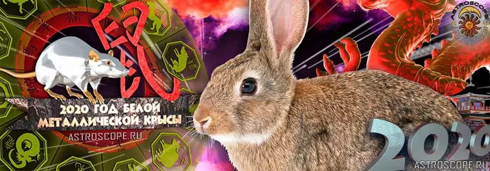 From rat to rabbit. Китайский зодиак крыса. Год крысы и кролика. Восточный новый год. Год крысы и кролика.