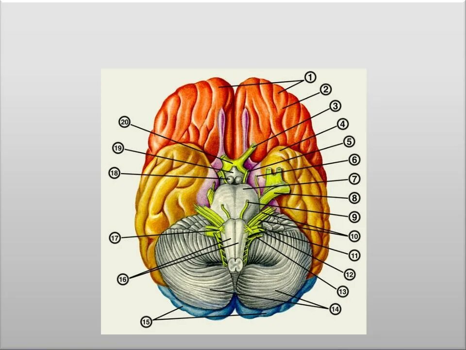 Строение головного мозга снизу. Основание головного мозга анатомия. Топография головного мозга анатомия. Головной мозг вид снизу анатомия. Мозг снизу