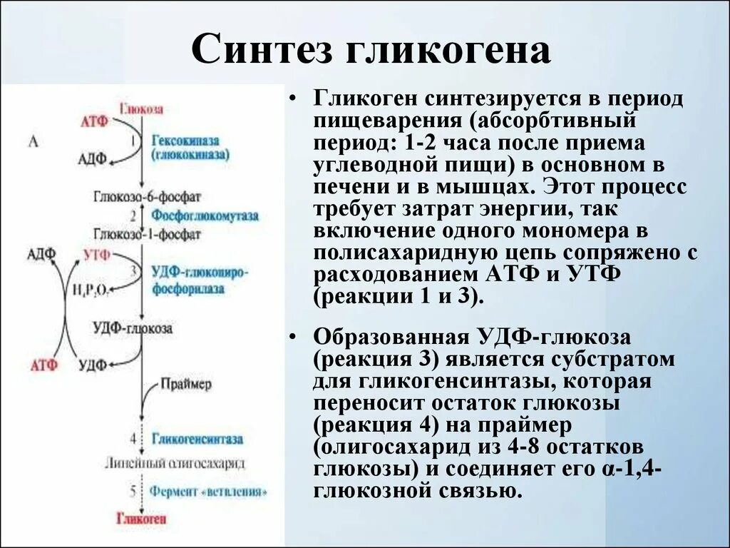 Стимулирует синтез гликогена в печени