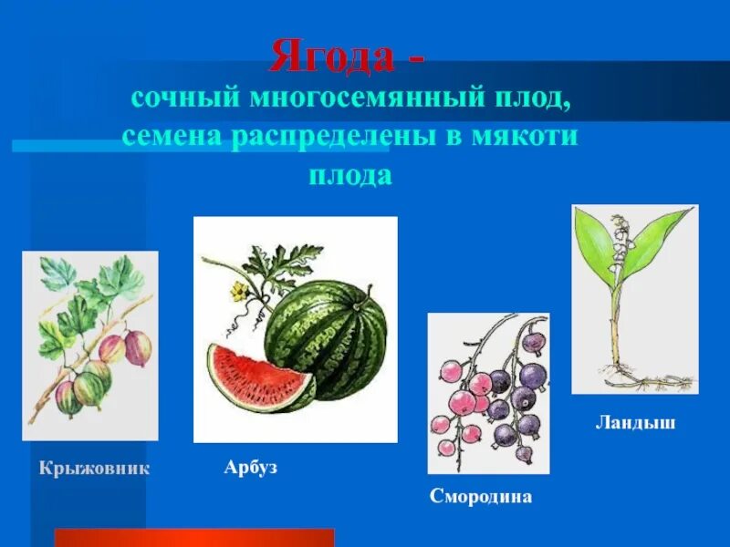 Ягода форма плода: найдено 80 изображений