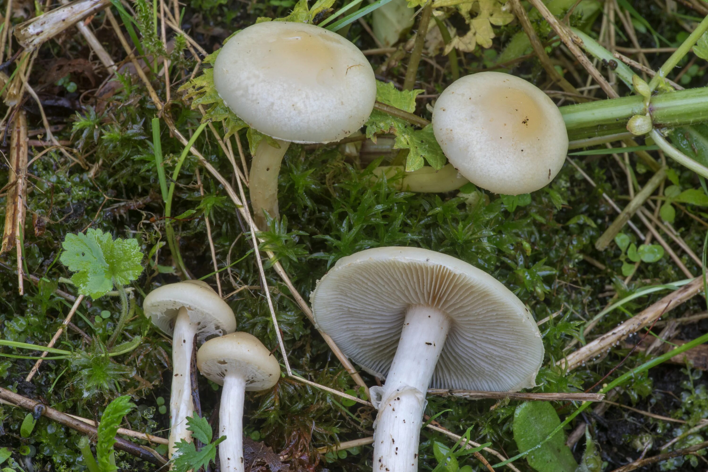 Агроцибе ранняя Agrocybe praecox. Полёвик ранний Agrocybe praecox. Агроцибе стоповидный. Полевик ранний гриб. Грузинский гриб