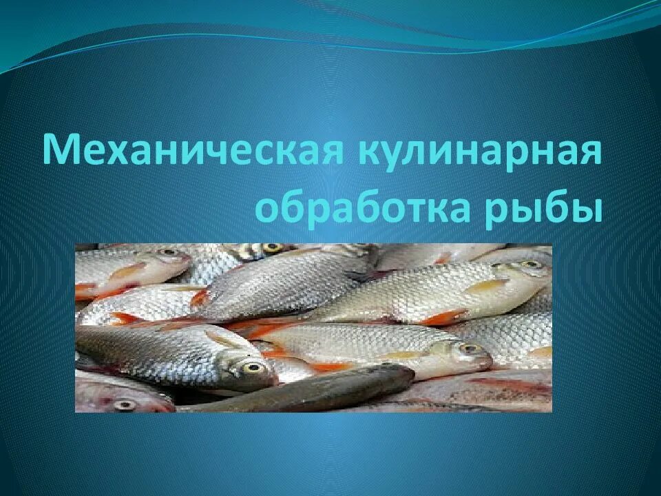 Курсовая работа рыбы. Механическая обработка рыбы. кулинарная обработка рыбы. техническая обработка рыбы. виды промышленной обработки рыбы.
