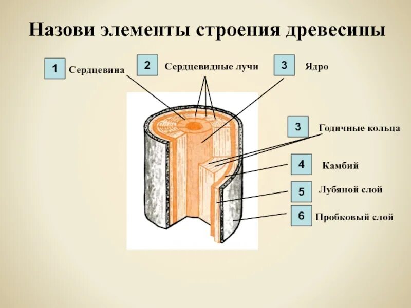 Сердцевина обозначена цифрой. Сердцевина обозначена цифрой. Сердцевина обозначена цифрой. Поперечное сечение стебля растения. Строение стебля кора древесина сердцевина.