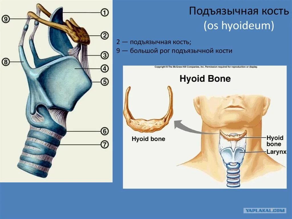 Гортань топография строение функции. Строение черепа подъязычная кость. строение подъязычной кости анатомия. подъязычная кость анатомия расположение. подъязычная кость строение латынь.