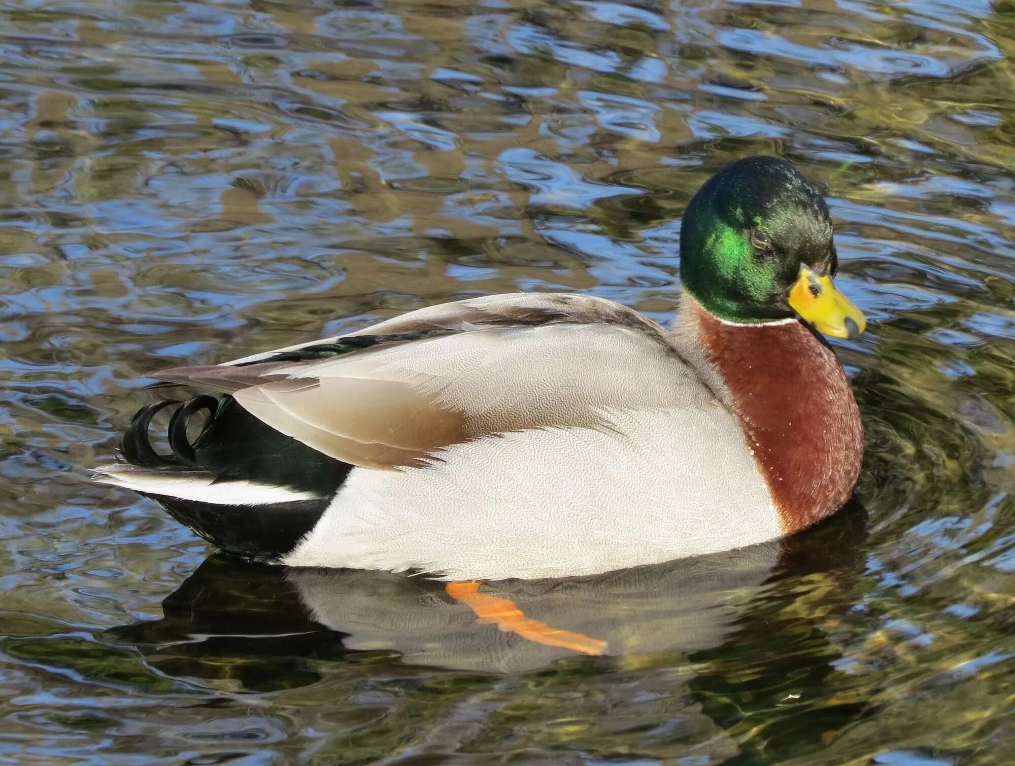 Утка callduck. White Call Duck. Call Duck картинки. Our Pet Call Duck.