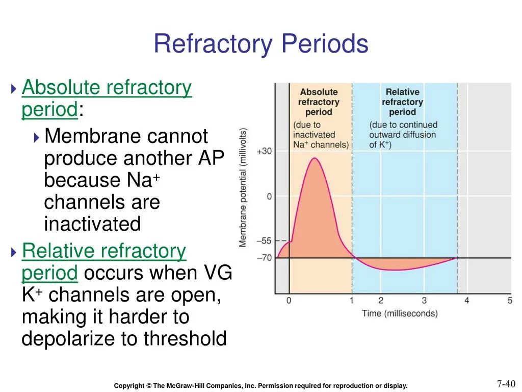 Рефрактерный период. Absolute Refractory period. Refractory схемы. Рефрактерный период схема. Рефрактерный период и его роль