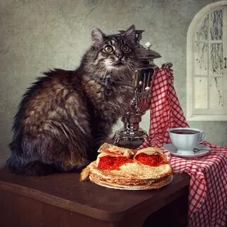 Котики с блинами картинки