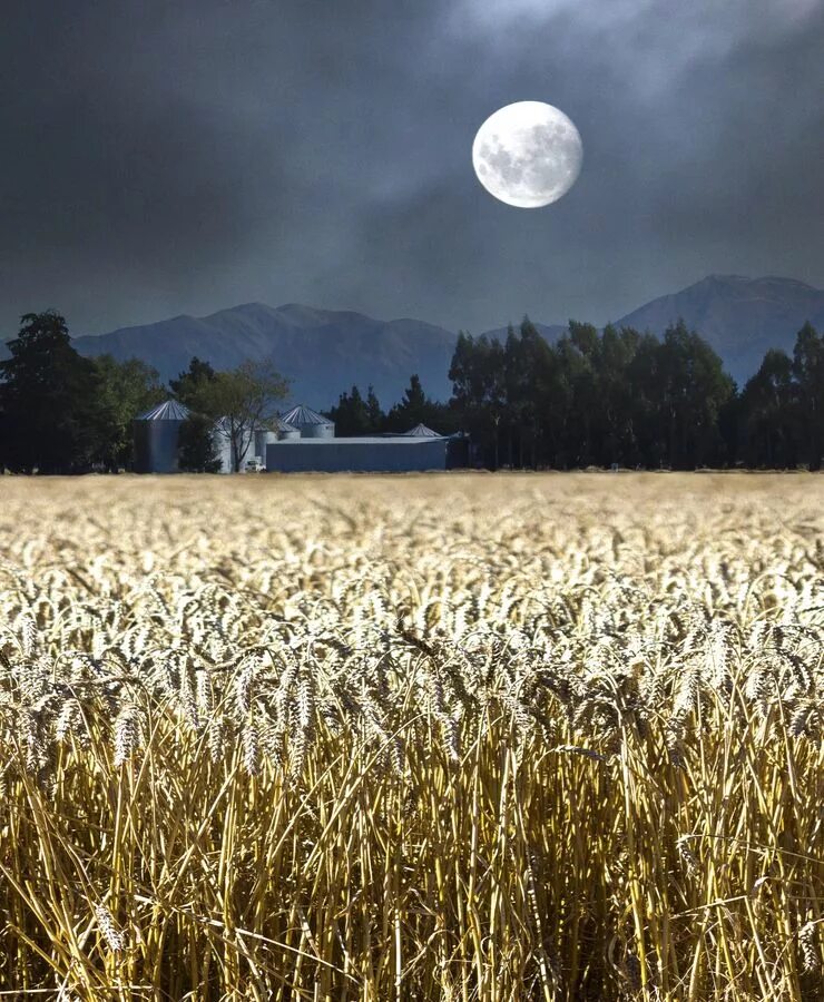 Луна над полями. Поле ночью. Рожь и Луна. Ржаное поле ночью. Ночное поле пшеницы.
