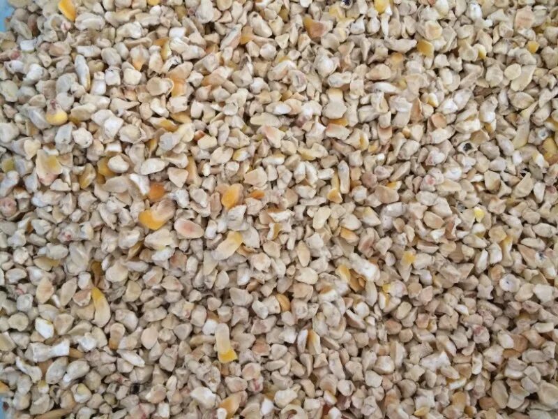 Зародыш кукурузы. Зародыш кукурузный. Зародыш кукурузный. Зародыш кукурузного зерна. Зародыш кукурузный мокрого помола.