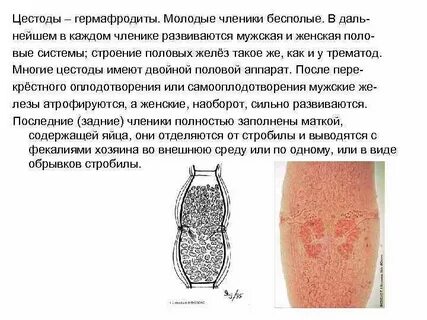 Половая система цестод