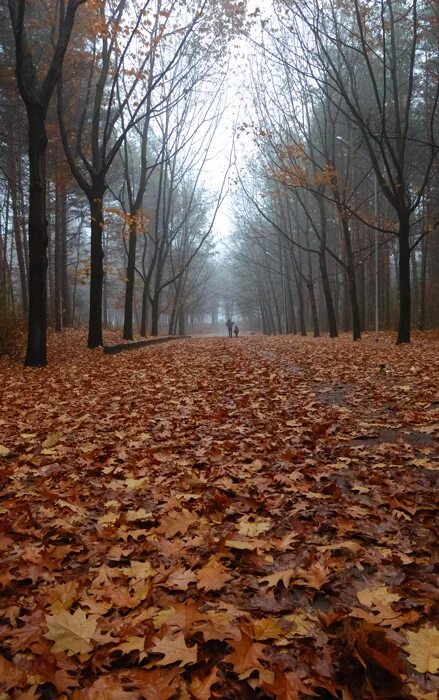 Природа поздняя осень. Пасмурный осенний день. Осенний пейзаж ноябрь. Сказочная осень. Поздняя осень.