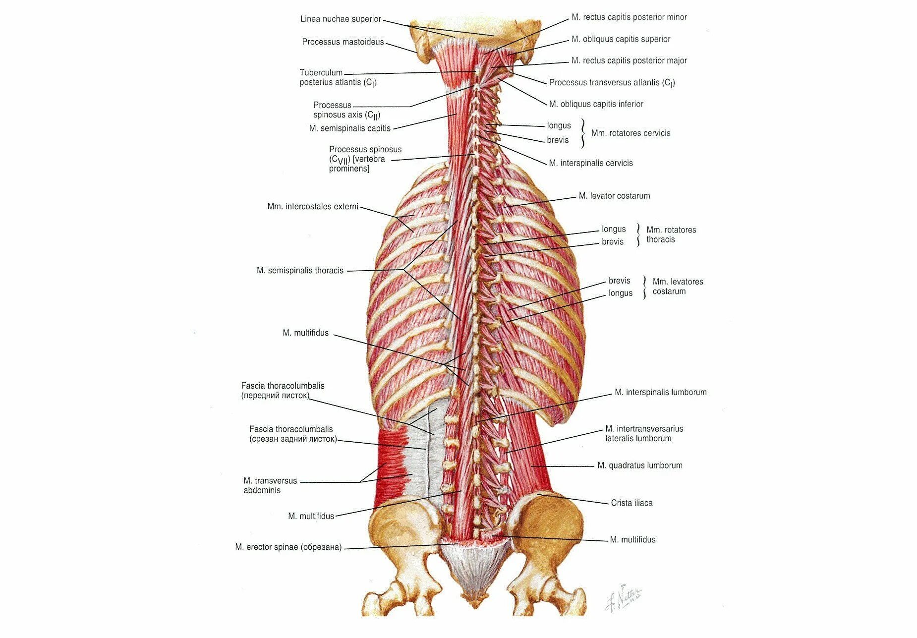 Мышцы спины поверхностные и глубокие слои анатомия. Мышцы спины глубокий слой анатомия. Глубокие мышцы спины выпрямляющая позвоночник. Мышцы позвоночного столба анатомия.