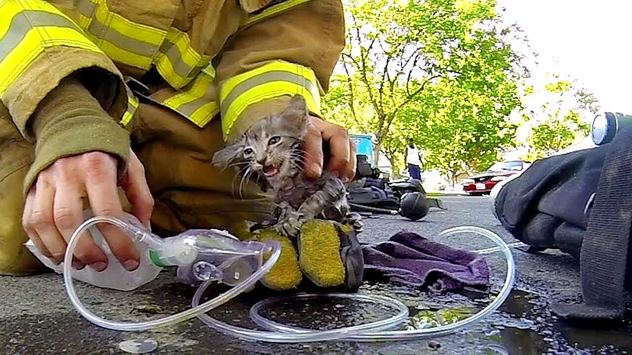 Пожарный спас котенка. Кошки спасатели. Кошечки спасают