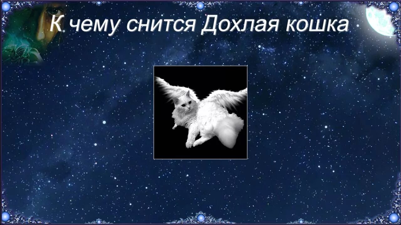 Соник Кчему снится кошка. Дохлая кошка к чему снится. К чему снятся мертвые кошки. К чему снятся полудохлые котята.