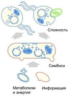 Первичные бактерии