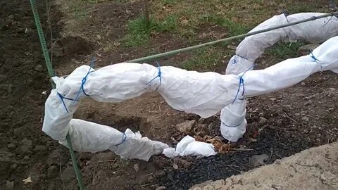 Чем укрыть виноград