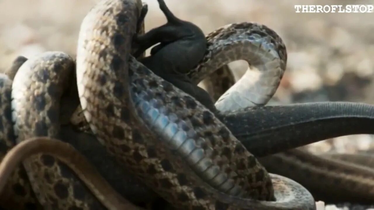 You ever seen a snake