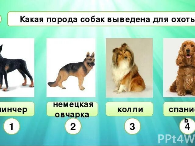 Тест на знание собак. Породы собак названия. Собаки по знаку зодиака. Классы собак. Тест по породам собак.