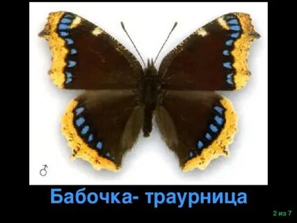 Траурница бабочка фото окружающий
