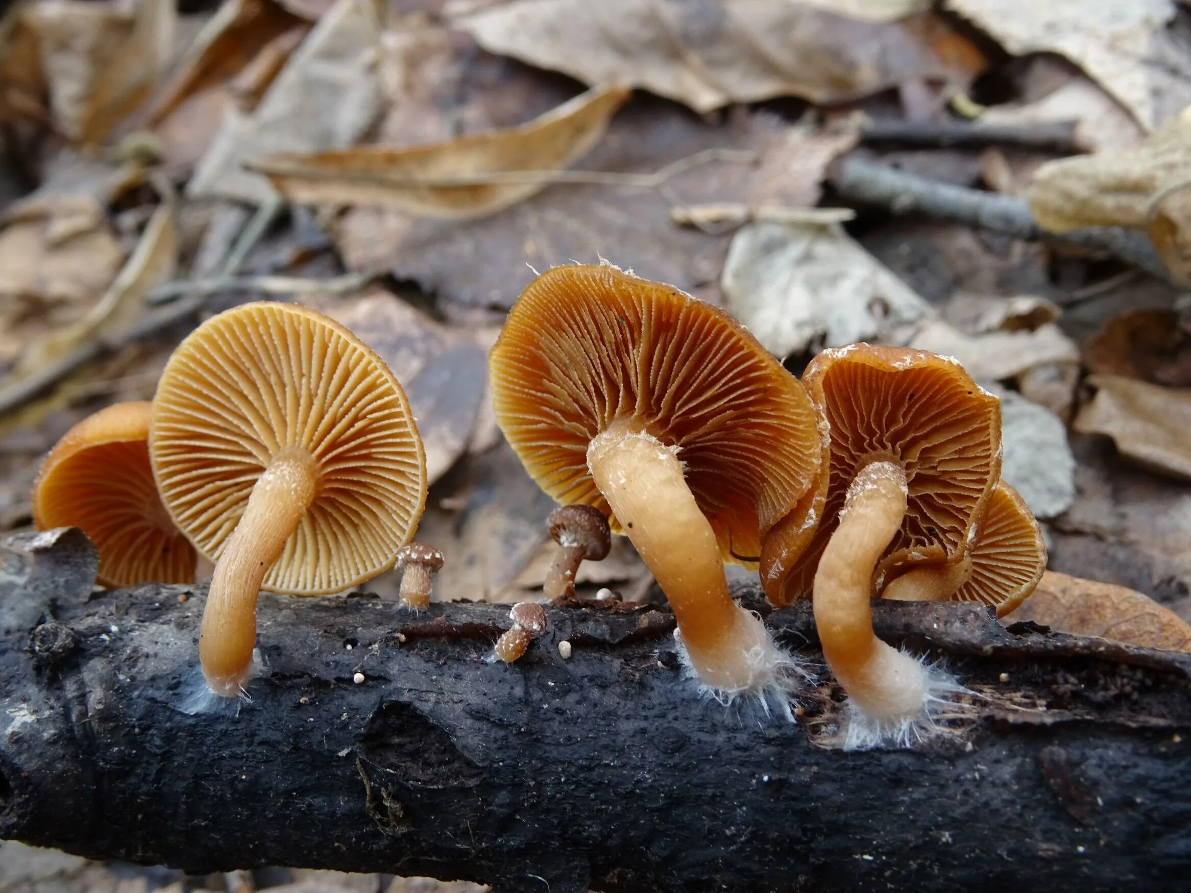 Tubaria furfuracea. Пластинчатые грибы паганка. Съедобные пластинчатые грибы Крыма. Гигроцибе алая.