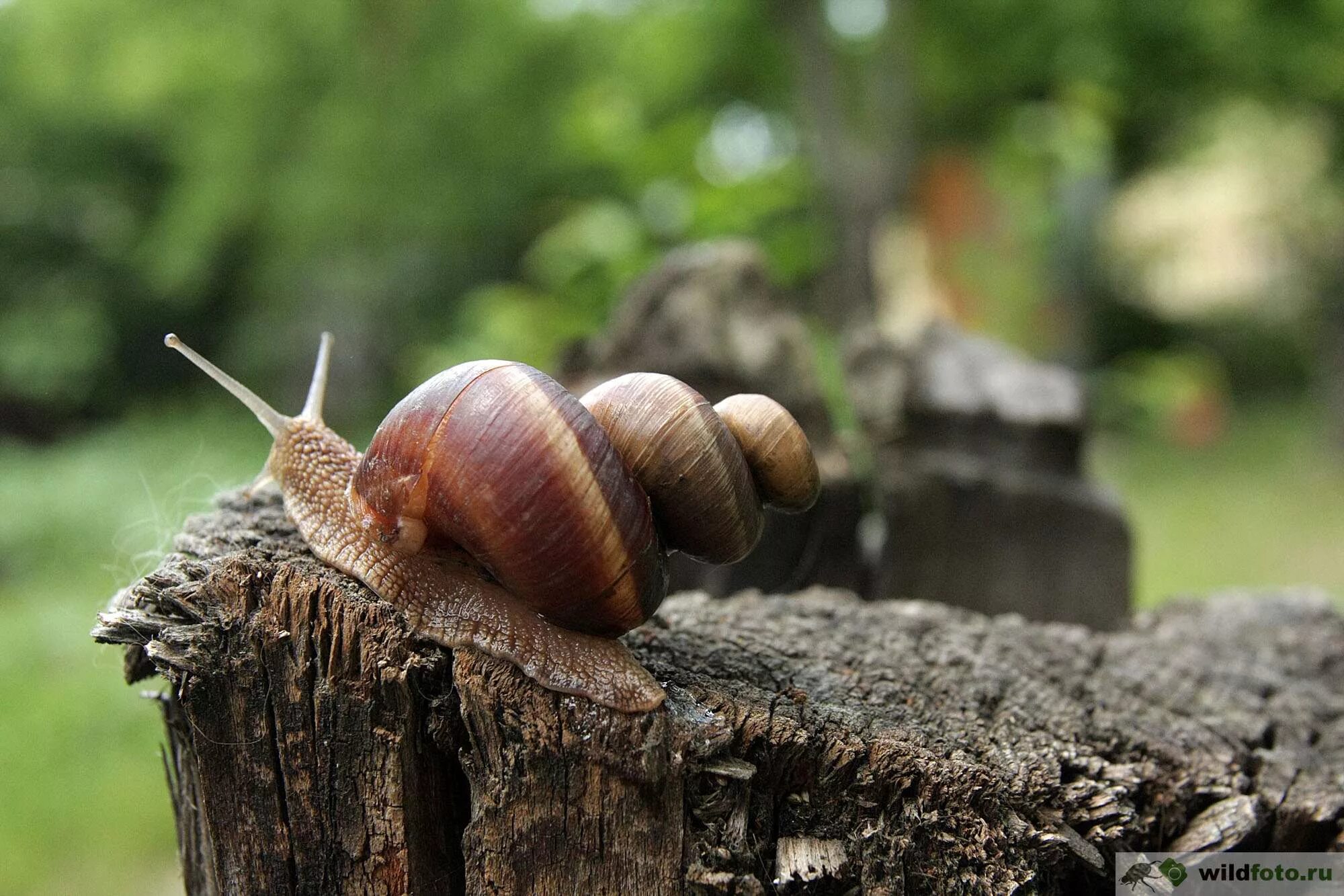 Улитки виноградные где. Улитки Helix lucorum. Улитка Helix pomatia. Виноградная улитка Хеликс. Helix lucorum — Горная улитка.