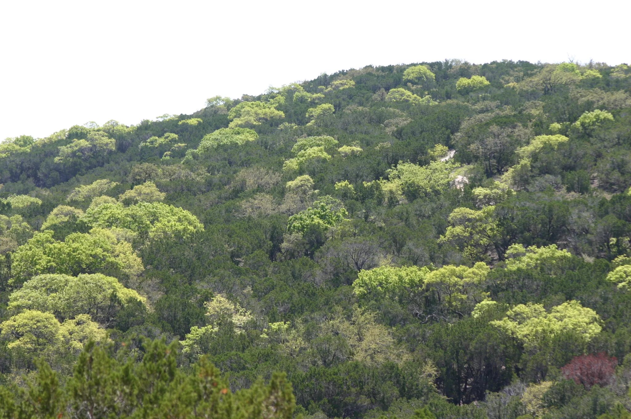 Вечнозеленые листопадные растения. Леса Техаса. Тропические леса Техаса. Восточные леса Техаса. Техас США леса.