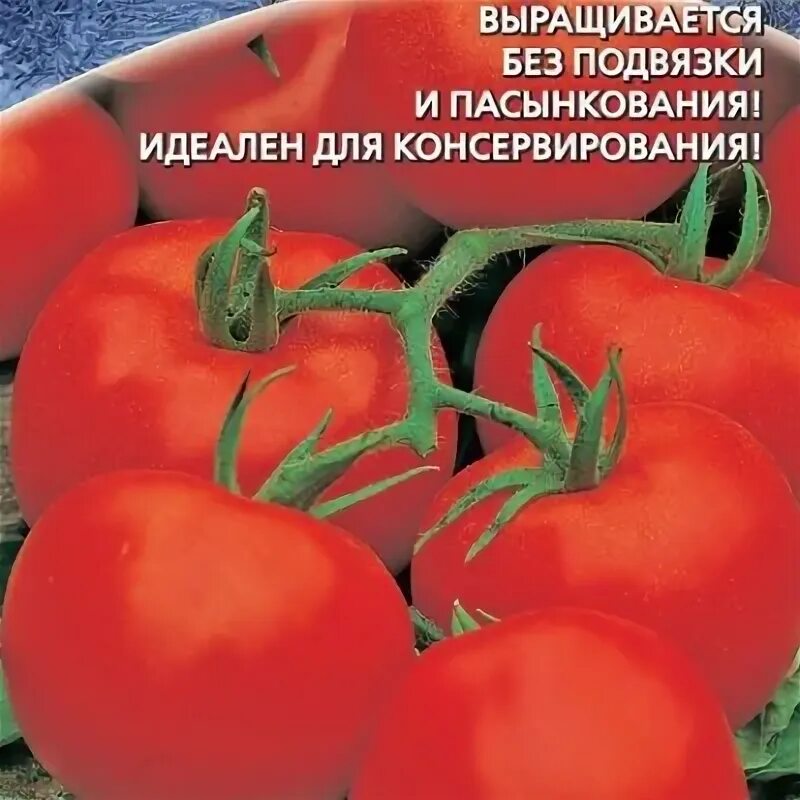 Семена томатов без пасынкования. Томат ультраскороспелый Уральский Дачник. Томат ультраскороспелый от Уральского дачника. Семена ультраскороспелые помидоры без пасынкования. Томат болотный Уральский Дачник.