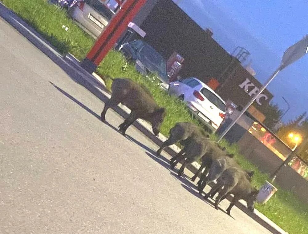 кабан бежит. кабан в городе. секач кабан самый большой. кабан орловская область. кабаны екатеринбург.