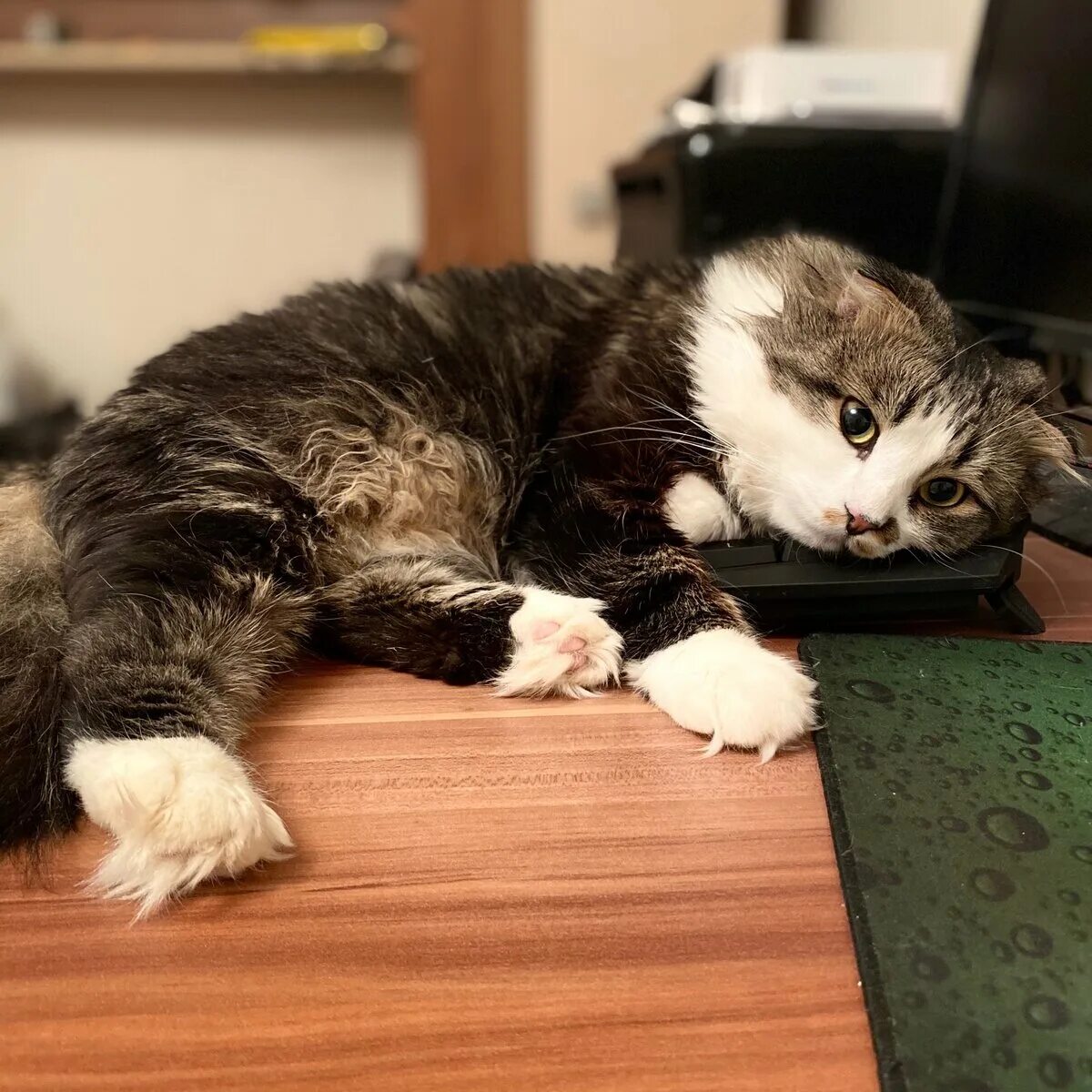 Кузяка кот новое. Кузяка кот новое. Кузяка дзен. Кузяка. Кузяка.