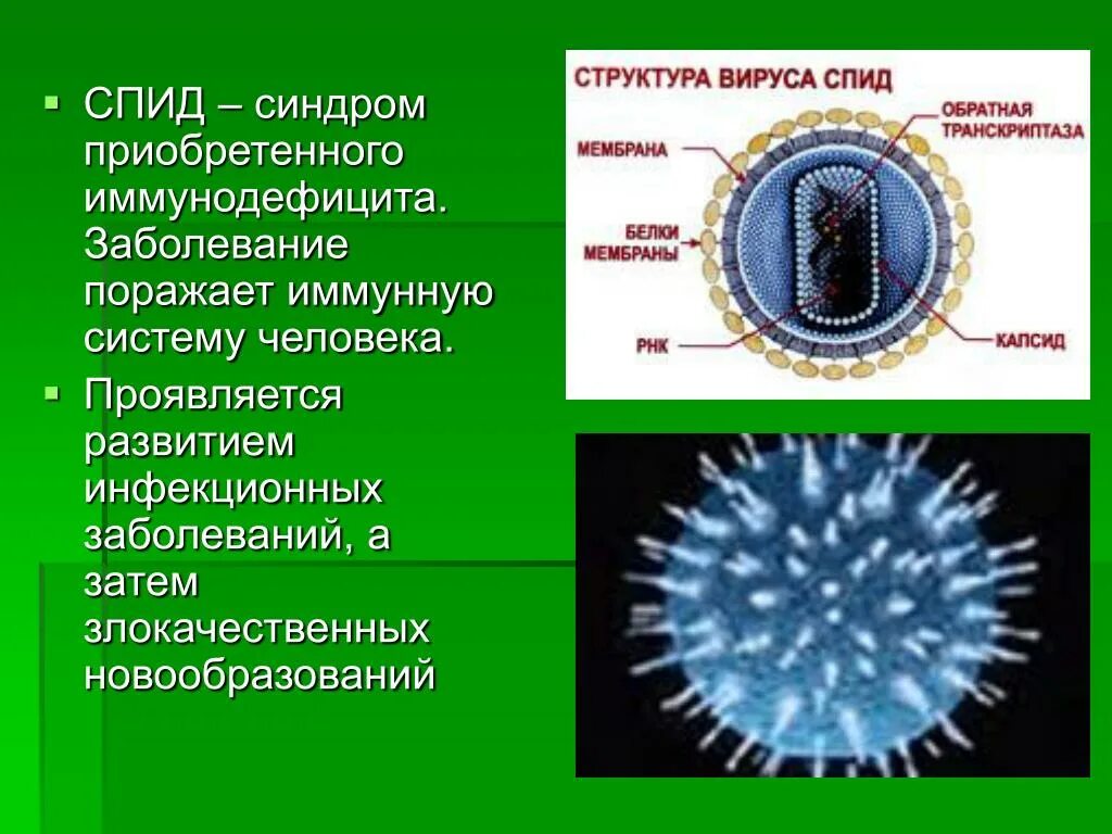 Вирусы по биологии. Информация о вирусах. Царство вирусы. Строение вирусов и бактерий. Вирусы 6 класс биология