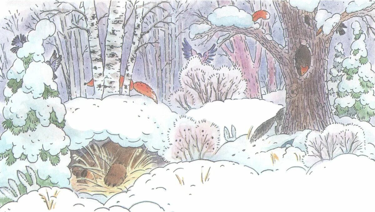 Где прячется мороз. Сюжетная картина зимний лес для детей. Иллюстрация зимнего леса для детей. Зимний лес рисунок для детей. Зимний лес с берлогой.