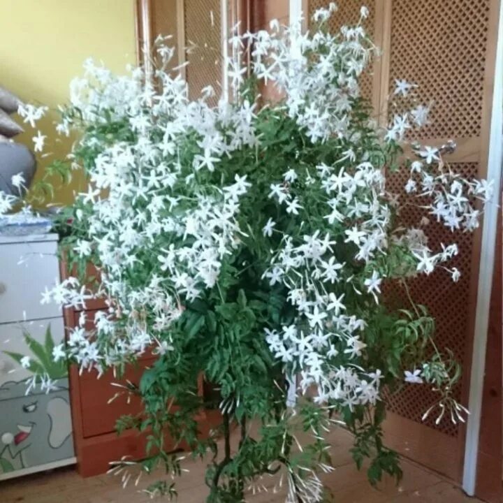 мадагаскарский жасмин комнатный Комнатные цветы, Растения, Комнатные растения
