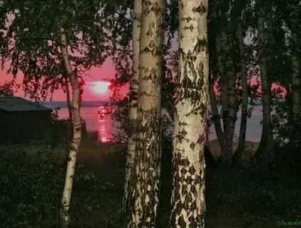 Светятся березы