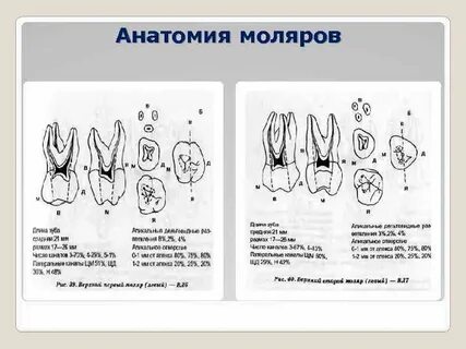 Бугорки верхних моляров