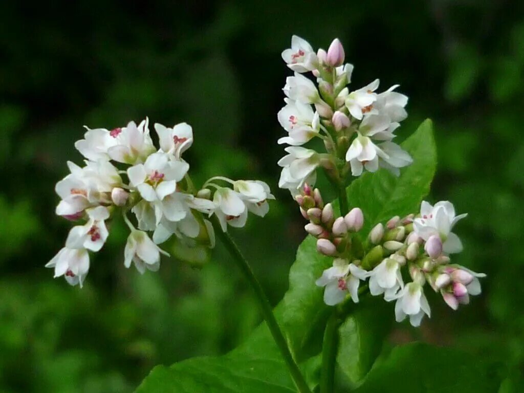 Цветы гречки