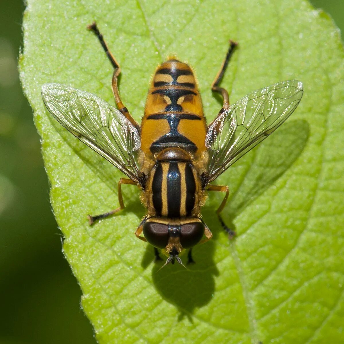 Пчеловидки. Журчалка Ильница. Helophilus pendulus. Муха журчалка пчеловидка. Ильница перевязчатая.