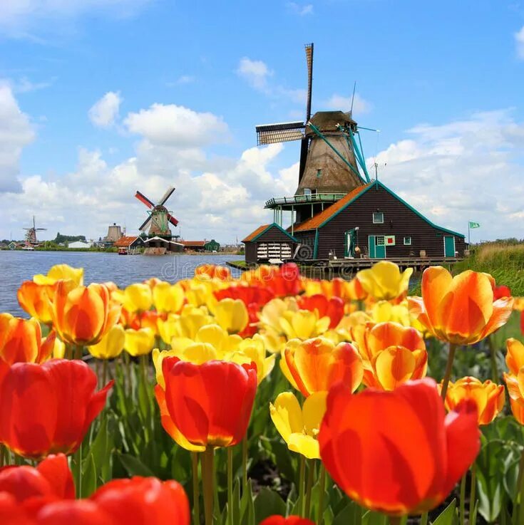 Жители голландии. Dutch страна. Северный брабант нидерланды. Голландец человек. Город весп нидерланды.
