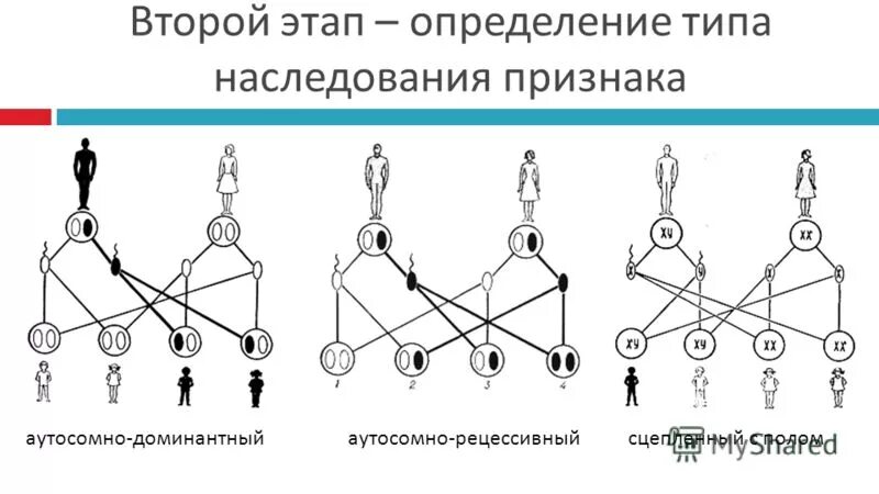 Отец имеет короткие ресницы рецессивный аутосомный