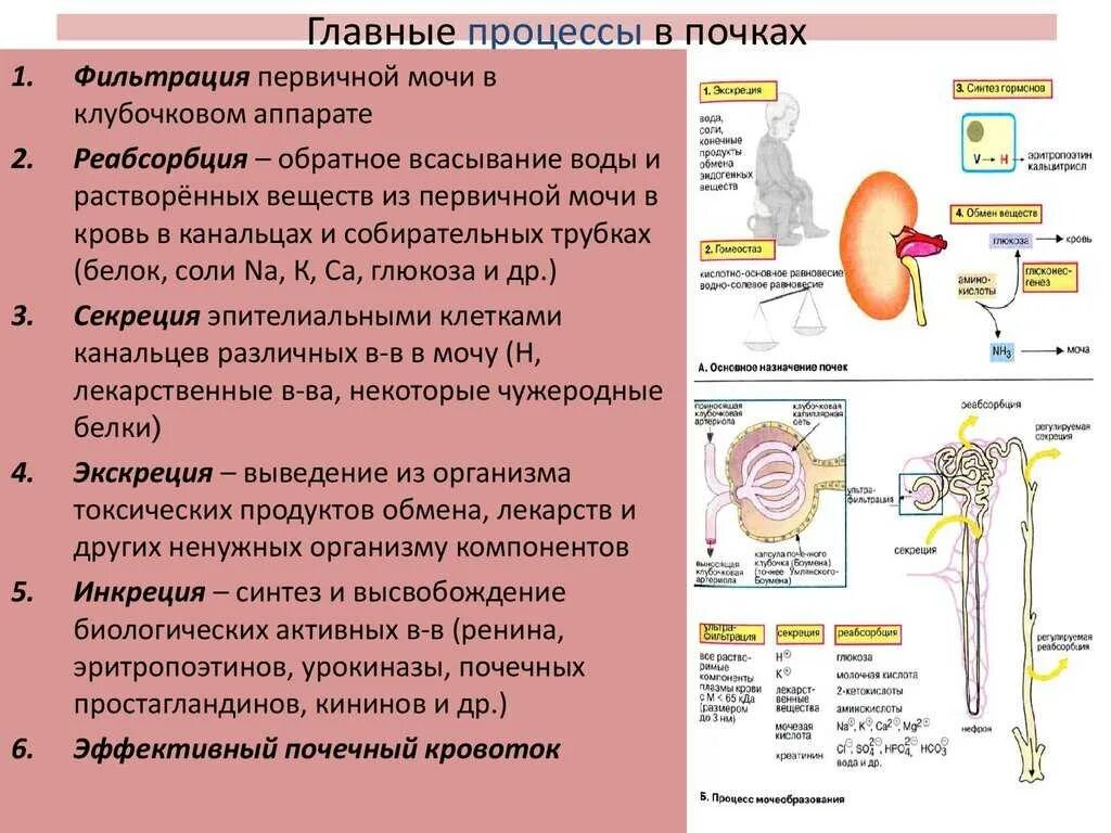 Функция почек фильтрация и реабсорбция. Процессы в почке фильтрация реабсорбция секреция. Механизмы фильтрации, реабсорбции в почках. Процесс фильтрации в почке происходит. Незначительное выделение мочи латынь