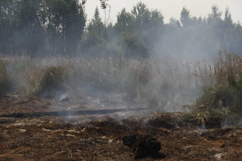 лесные и торфяные пожары. болотистой местности крупный природный пожар. болотистой местности крупный природный пожар. лесные пожары. лесные пожары на дальнем востоке.