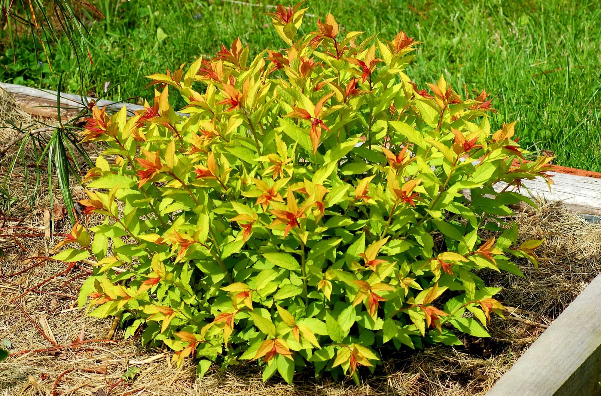 Спирея флейм. Спирея японская Голд Флем. Спирея японская (Spiraea japonica `Goldflame`). Спирэя японская Голд Фрэйм. Спирея японскаяглдфлейн.