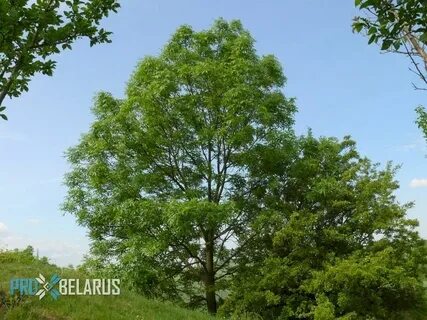 Ясень дерево как выглядит фото и описание