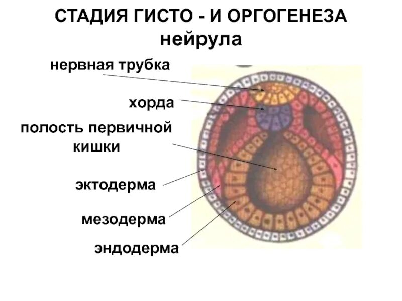 Эктодерма у позвоночных животных. Онтогенез строение нейрулы. Строение нейрулы ланцетника. Нейрула строение. Нейрула строение с подписями.