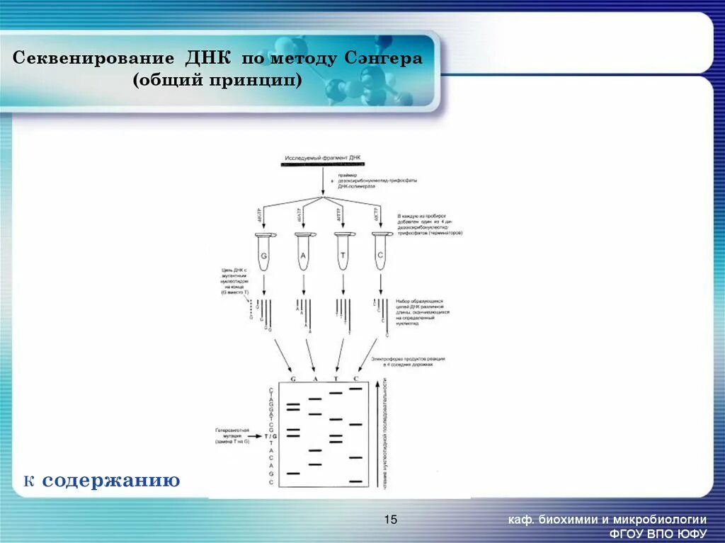 Секвенирование нуклеотидов. Метод секвенирования ДНК по Сэнгеру. Этапы секвенирования по Сэнгеру. Метод прямого автоматического секвенирования ДНК. Принцип метода секвенирования по Сэнгеру.