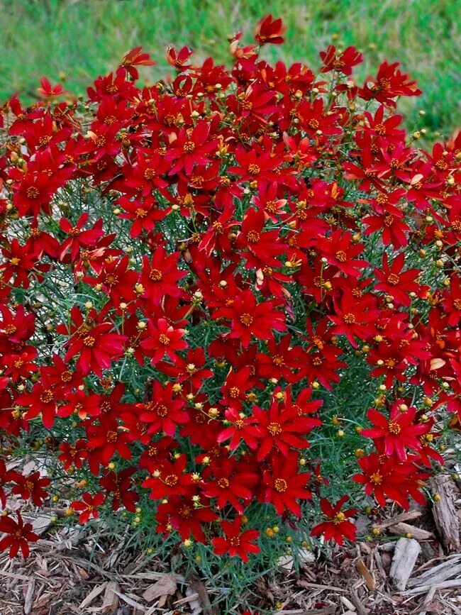 Sedum Summer Glory web site with ground cover seeds Почвопокровные растения, Мно