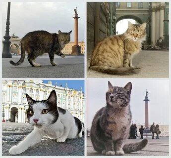 День эрмитажного кота в санкт петербурге